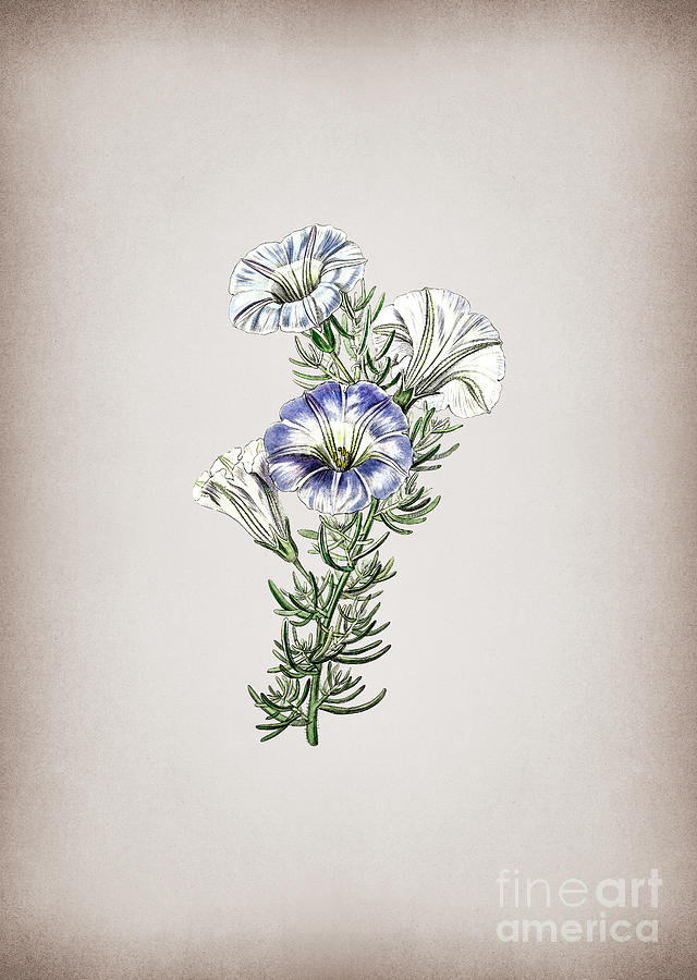 Vintage Sky Blue Alona Flower Botanical Illustration on Parchment Mixed Media by Holy Rock Design