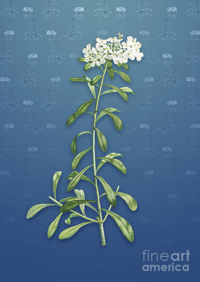 Vintage Small White Flowers Botanical Art on Bahama Blue Pattern n.1342 Mixed Media by Holy Rock Design
