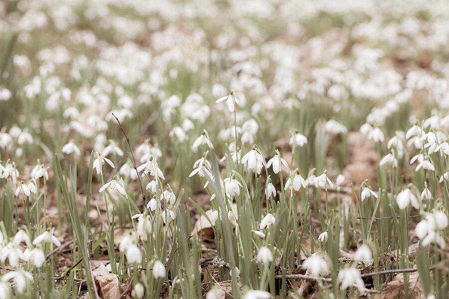Vintage Snowdrops Photograph by Tanya C Smith