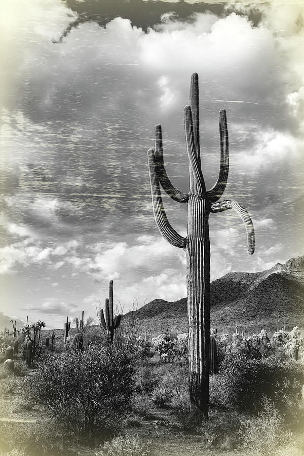 Vintage Sonoran  Photograph by Saija Lehtonen