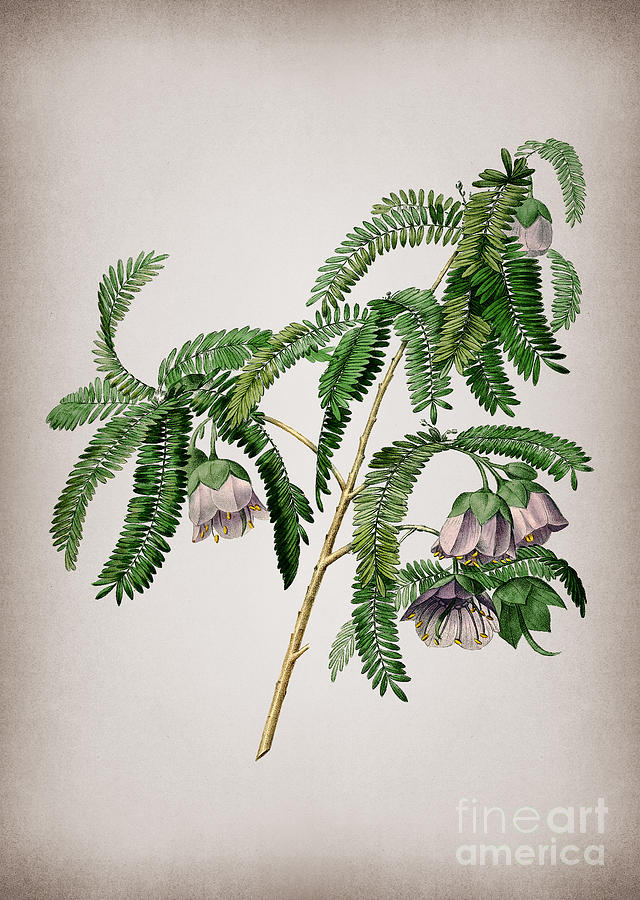 Vintage Spaendoncea Tamarandifolia Botanical Illustration on Parchment Mixed Media by Holy Rock Design