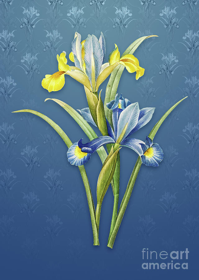 Vintage Spanish Iris Botanical Art on Bahama Blue Pattern n.1298 Mixed Media by Holy Rock Design