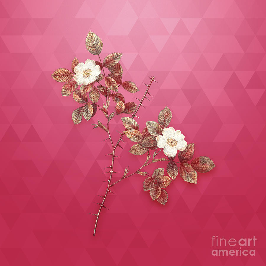 Flower Mixed Media - Vintage Spiny Leaf Rose of Dematra in Gold on Viva Magenta by Holy Rock Design