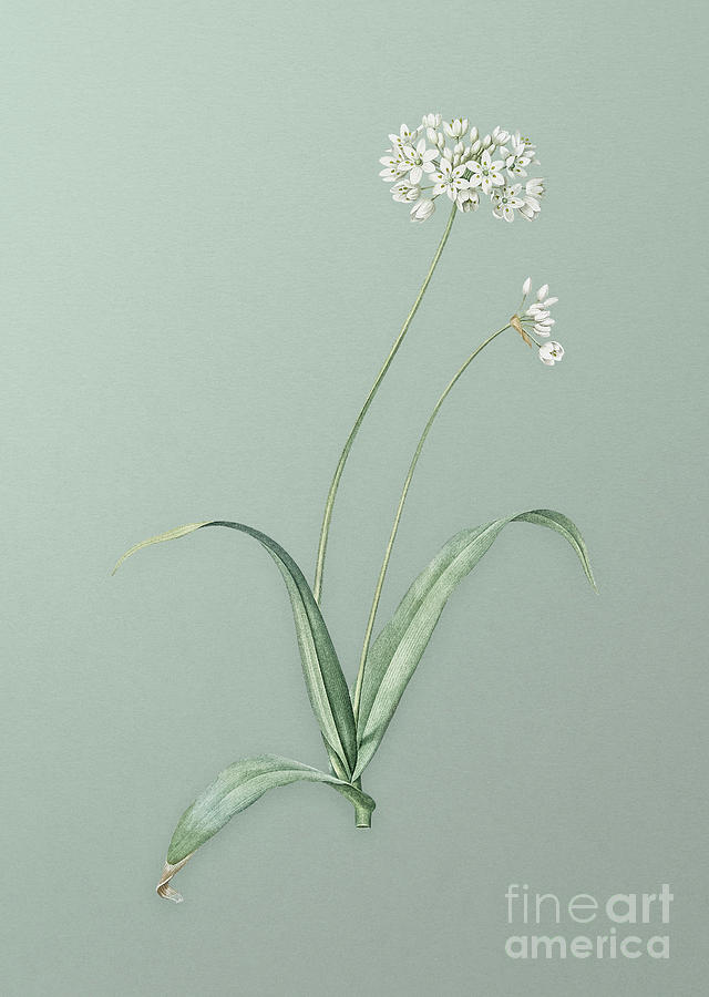 Vintage Spring Garlic Botanical Art on Mint Green n.0732 Mixed Media by Holy Rock Design