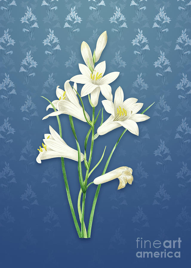 Vintage St. Brunos Lily Botanical Art on Bahama Blue Pattern n.1287 Mixed Media by Holy Rock Design