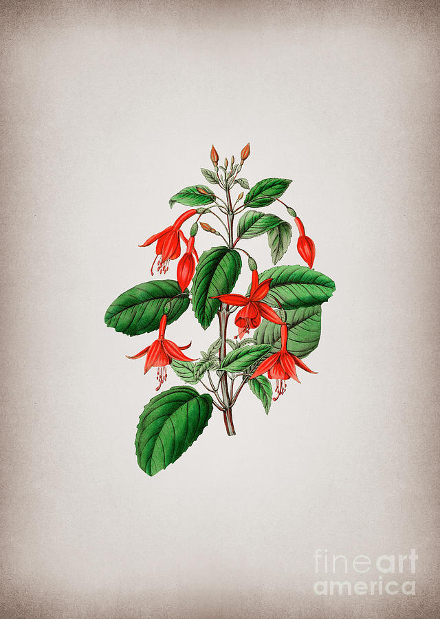 Vintage Standishs Fuchsia Flower Branch Botanical Illustration on Parchment Mixed Media by Holy Rock Design