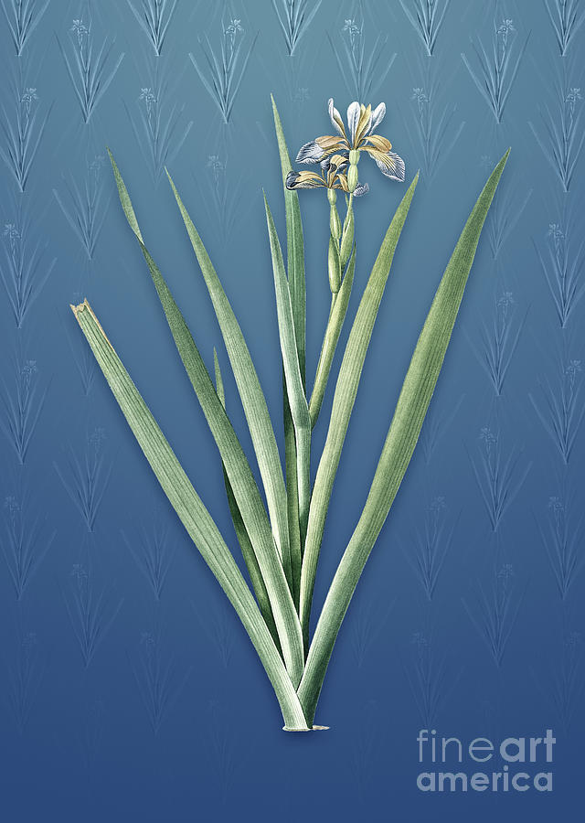 Vintage Stinking Iris Botanical Art on Bahama Blue Pattern n.1261 Mixed Media by Holy Rock Design