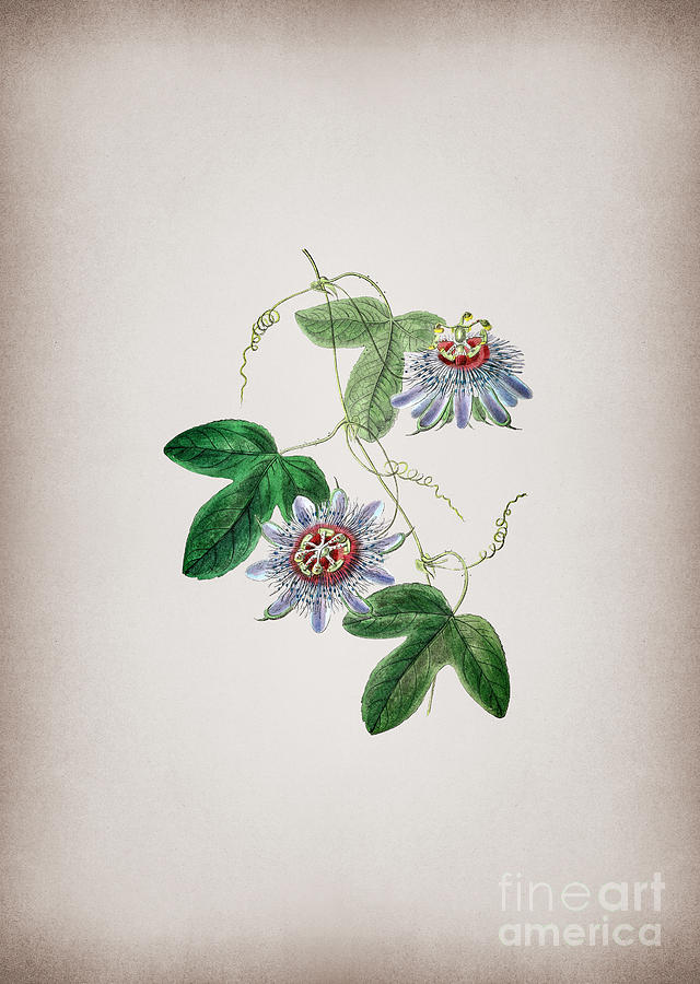 Vintage Sullivans Passion Flower Botanical Illustration on Parchment Mixed Media by Holy Rock Design