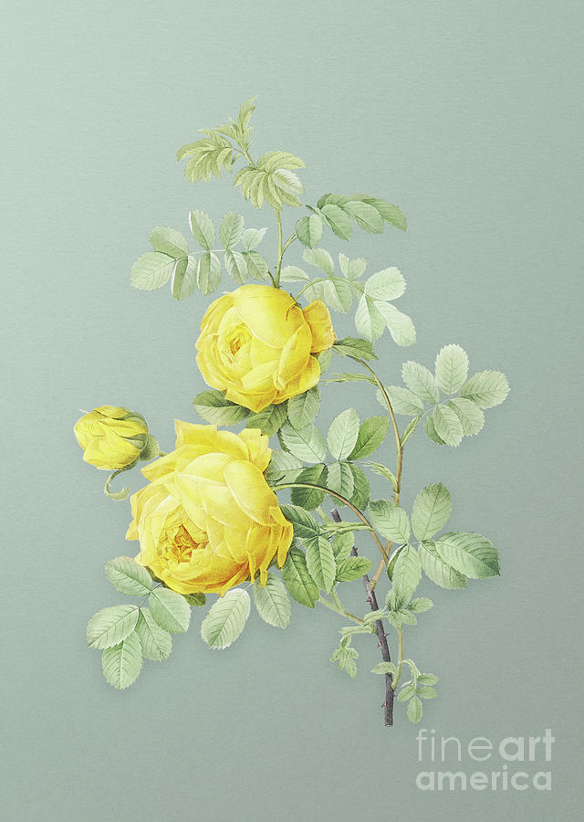 Vintage Sulphur Rose Botanical Art on Mint Green n.0783 Mixed Media by Holy Rock Design