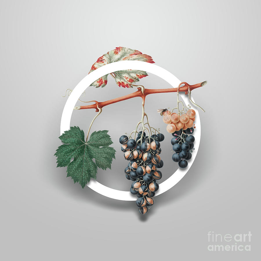 Vintage Summer Grape Minimalist Floral Geometric Circle Art N.674 Painting by Holy Rock Design