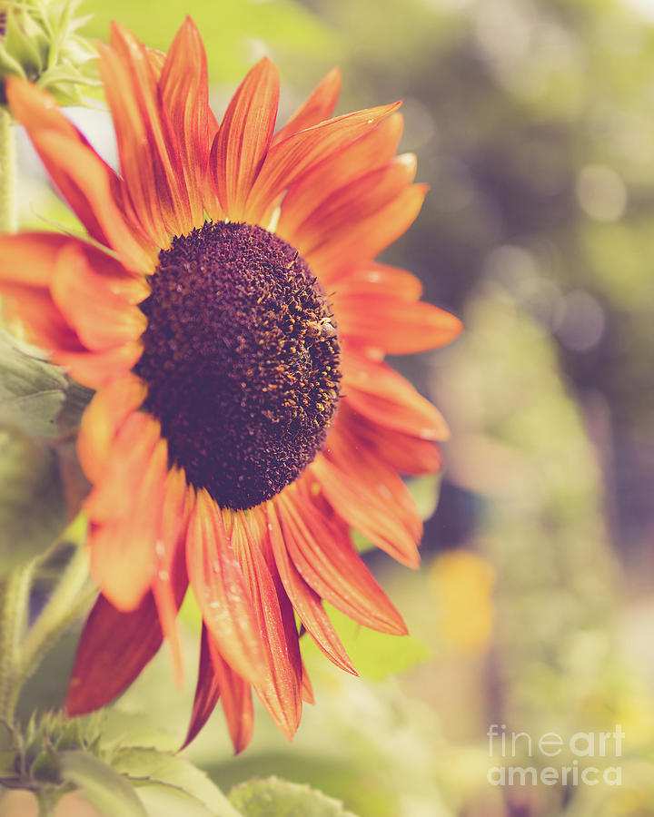 Summer Photograph - Vintage Sunflower 6438 by Edward Fielding