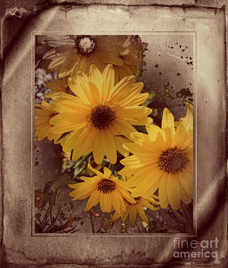 Vintage Sunflowers Photograph by Luther Fine Art
