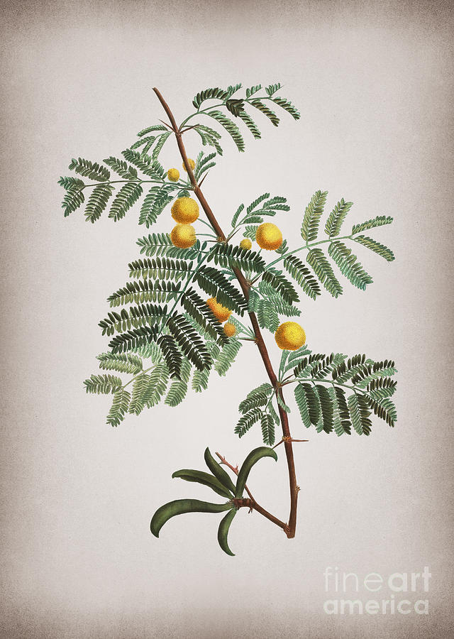 Vintage Sweet Acacia Botanical Illustration On Parchment Mixed Media