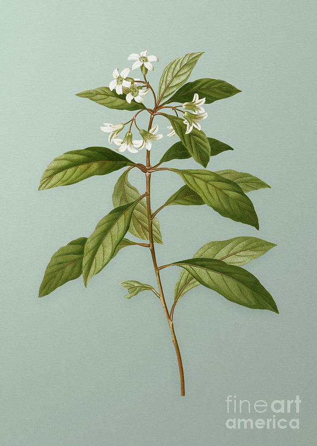 Vintage Sweet Pittosporum Branch Botanical Art On Mint Green N.1049 Mixed Media