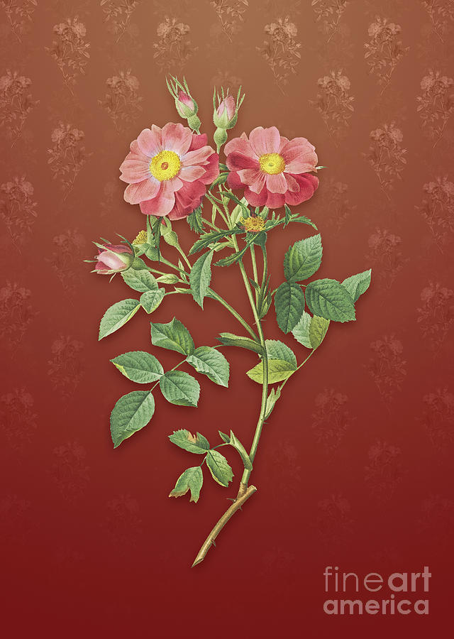 Vintage Sweetbriar Rose Botanical Art on Falu Red Pattern n.2991 Mixed Media by Holy Rock Design