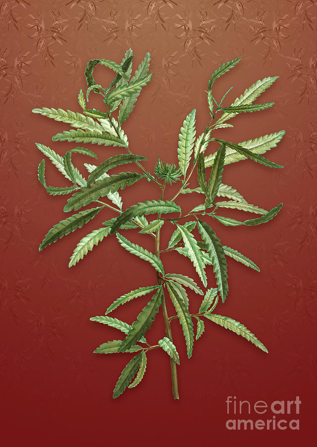 Vintage Sweetfern Botanical Art on Falu Red Pattern n.1299 Mixed Media by Holy Rock Design