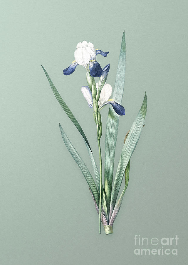 Vintage Tall Bearded Iris Botanical Art on Mint Green n.0745 Mixed Media by Holy Rock Design