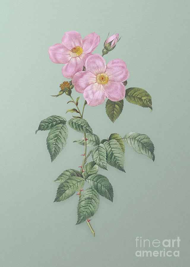 Vintage Tea Scented Roses Bloom Botanical Art on Mint Green n.0747 Mixed Media by Holy Rock Design