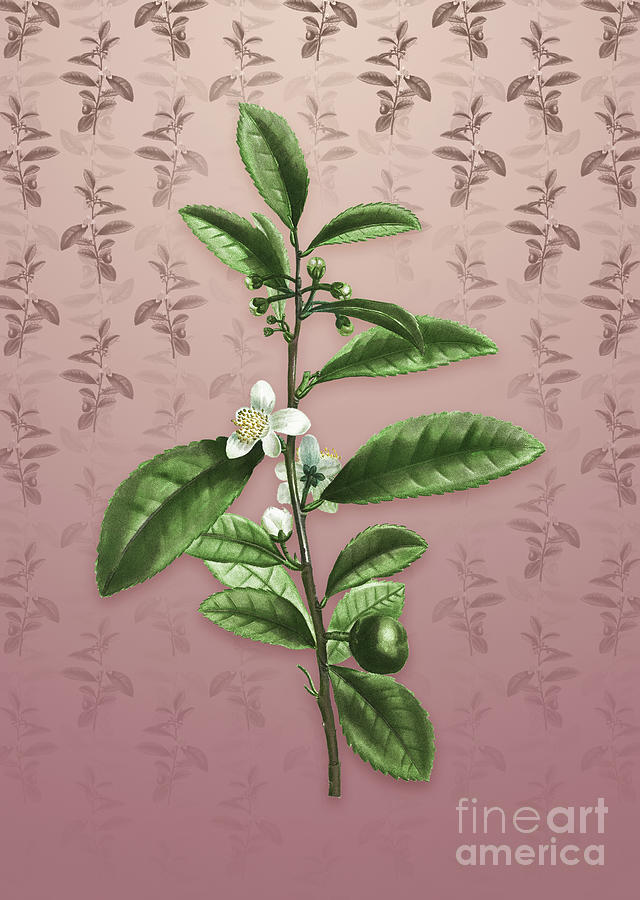 Vintage Tea Tree Botanical Art On Dusty Pink Pattern N.4034 Mixed Media