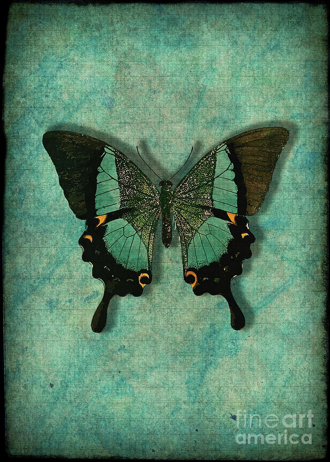 Vintage Teal Butterfly Digital Art by Denise Dundon