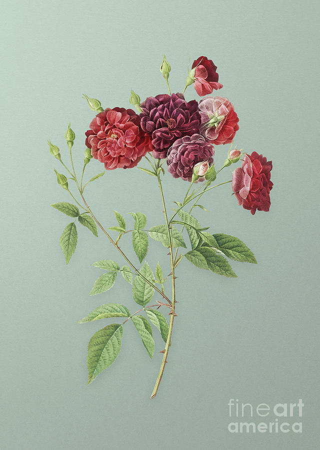 Vintage Ternaux Rose Bloom Botanical Art on Mint Green n.0748 Mixed Media by Holy Rock Design