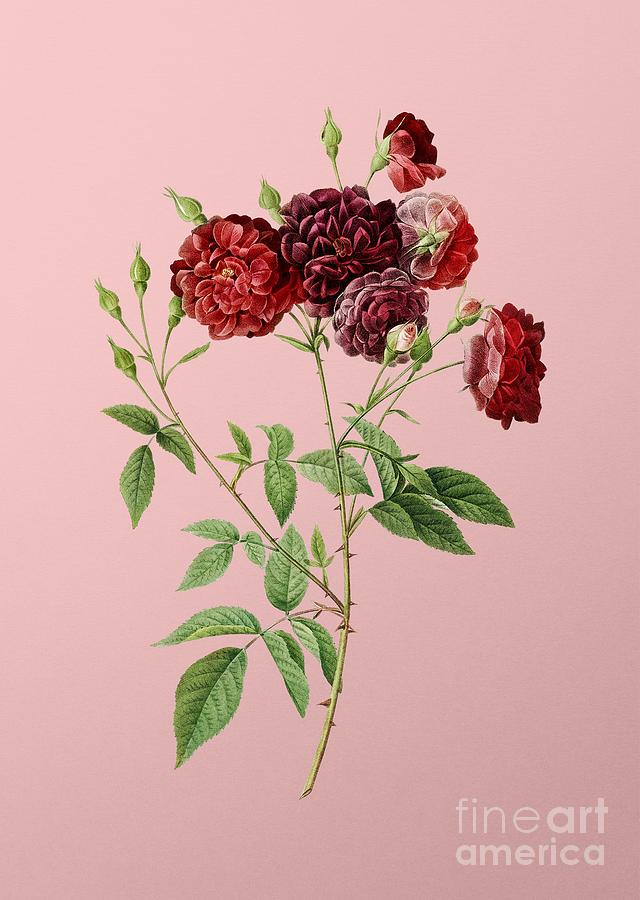 Vintage Ternaux Rose Bloom Botanical Illustration On Pink Painting