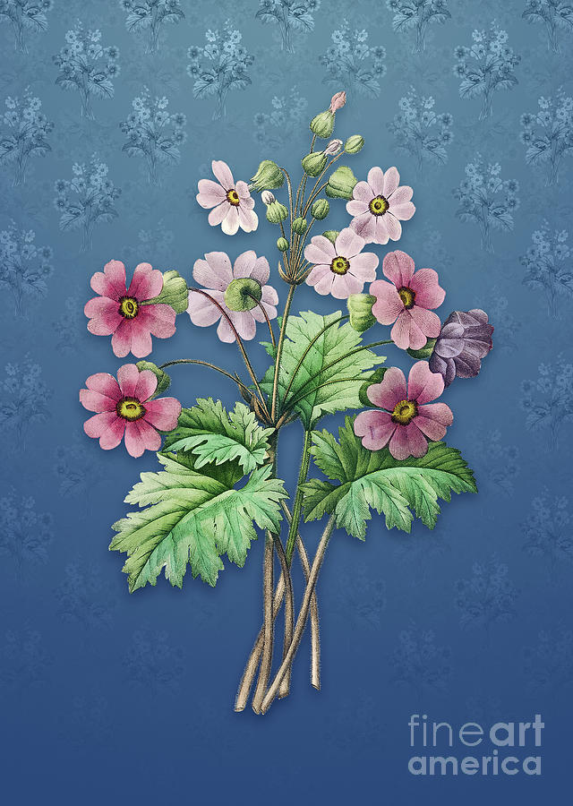 Vintage Mixed Media - Vintage The Chinese Primrose Botanical Art on Bahama Blue Pattern n.3175 by Holy Rock Design