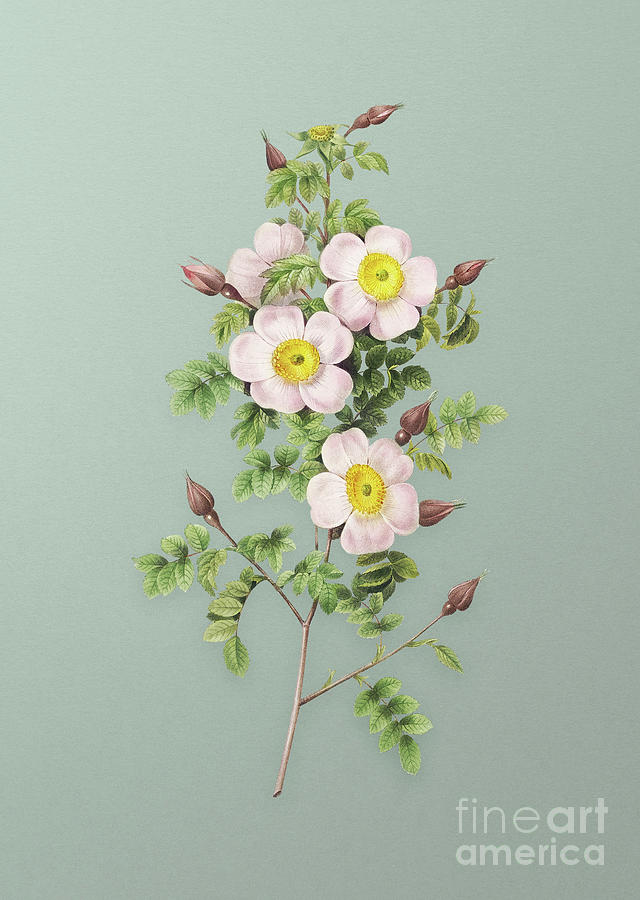 Vintage Thornless Burnet Rose Botanical Art on Mint Green n.0749 Mixed Media by Holy Rock Design