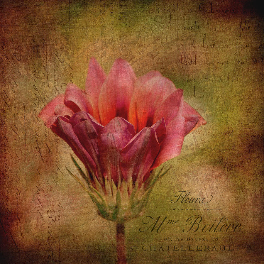 Vintage Treasure Flower Photograph by Maria Angelica Maira