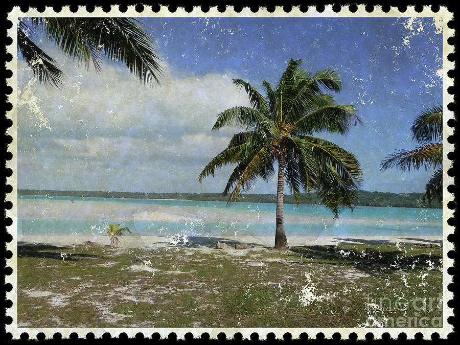 Vintage Tropical Palm Postcard Photograph by Sea Change Vibes