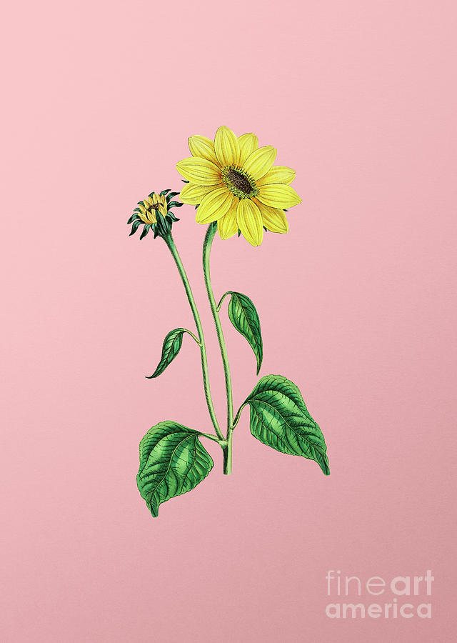 Vintage Trumpet Stalked Sunflower Botanical Illustration On Pink Painting