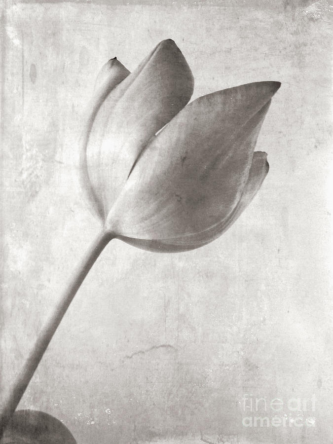 Vintage Tulip Photograph