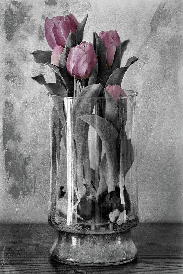 Vintage Tulips Photograph by Jay Beckman