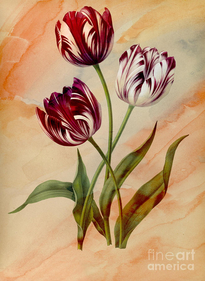 Vintage Tulips Digital Art by Steven Parker