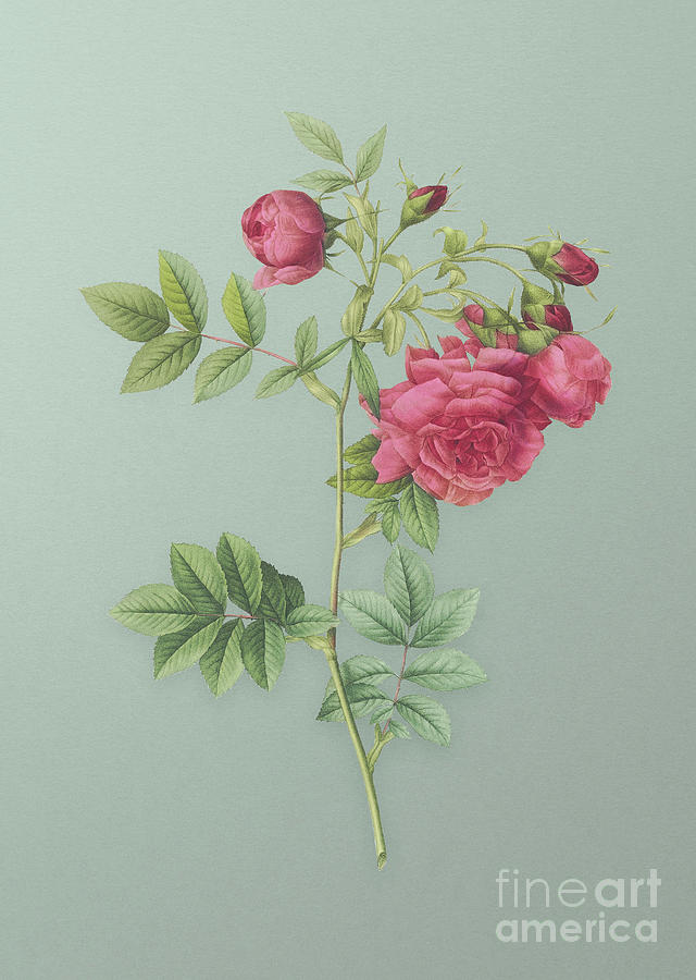 Vintage Turnip Roses Botanical Art on Mint Green n.0440 Mixed Media by Holy Rock Design