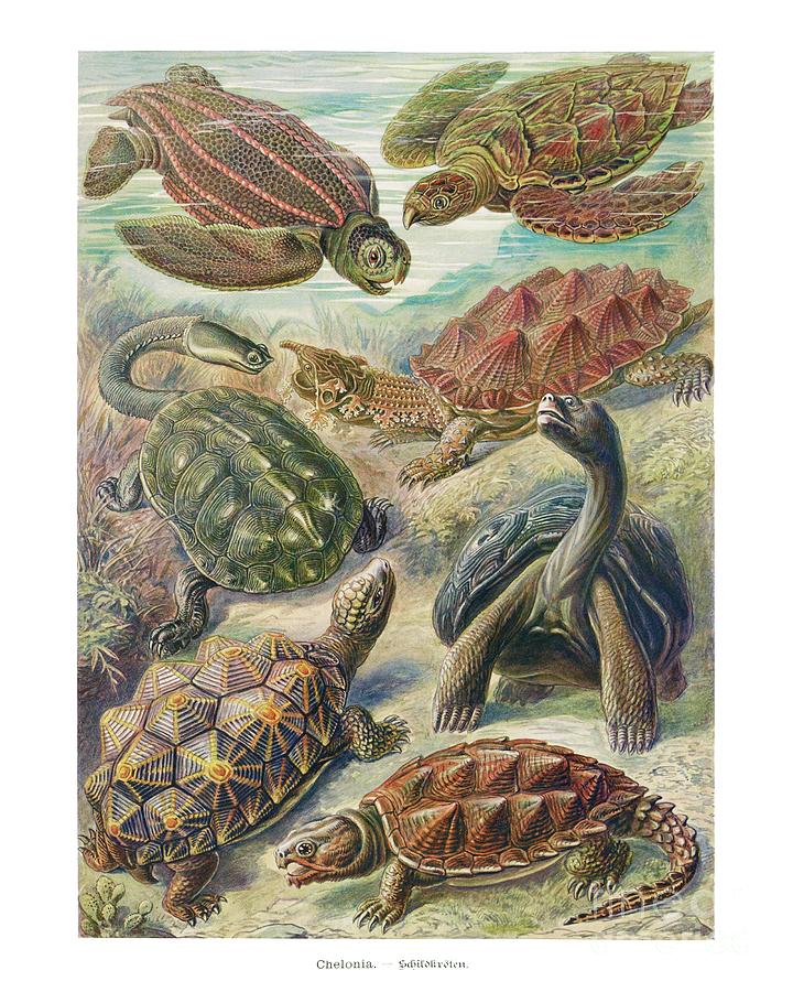 Vintage turtle illustration wall art print and poster Painting by Word ...