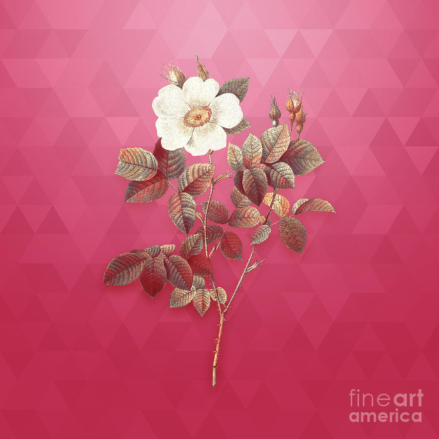 Vintage Twin Flower White Rose in Gold on Viva Magenta Mixed Media by Holy Rock Design