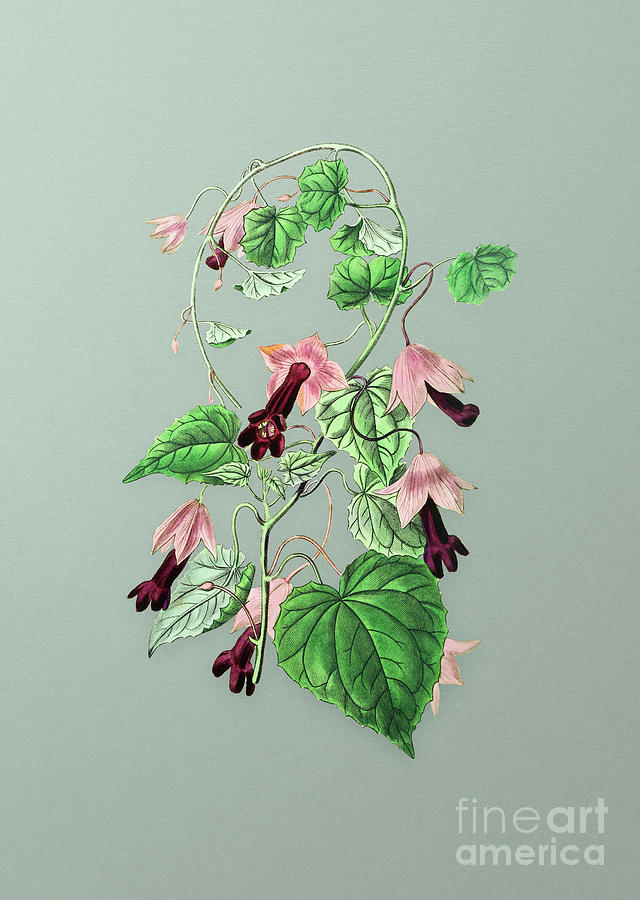 Vintage Twinning Red Cloak Flower Botanical Art on Mint Green n.0114 Mixed Media by Holy Rock Design