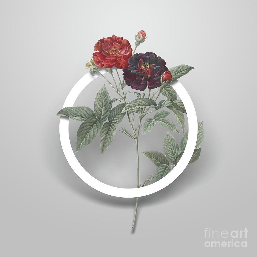 Vintage Van Eeden Rose Minimalist Floral Geometric Circle Art N.679 Painting by Holy Rock Design
