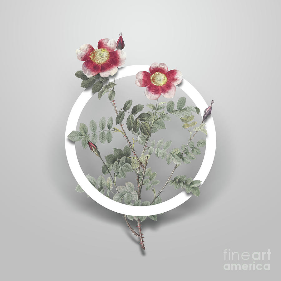 Vintage Variegated Burnet Rose Minimalist Floral Geometric Circle Art N.647 Painting by Holy Rock Design