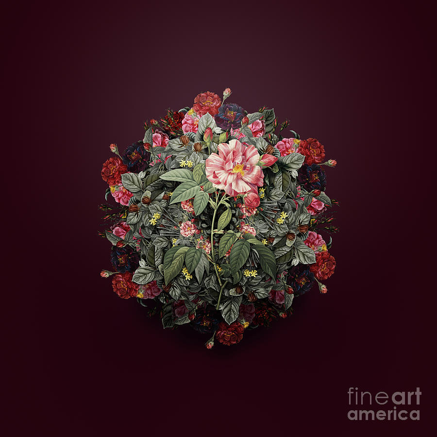 Vintage Painting - Vintage Variegated French Rosebush Flower Wreath on Wine Red n.2197 by Holy Rock Design