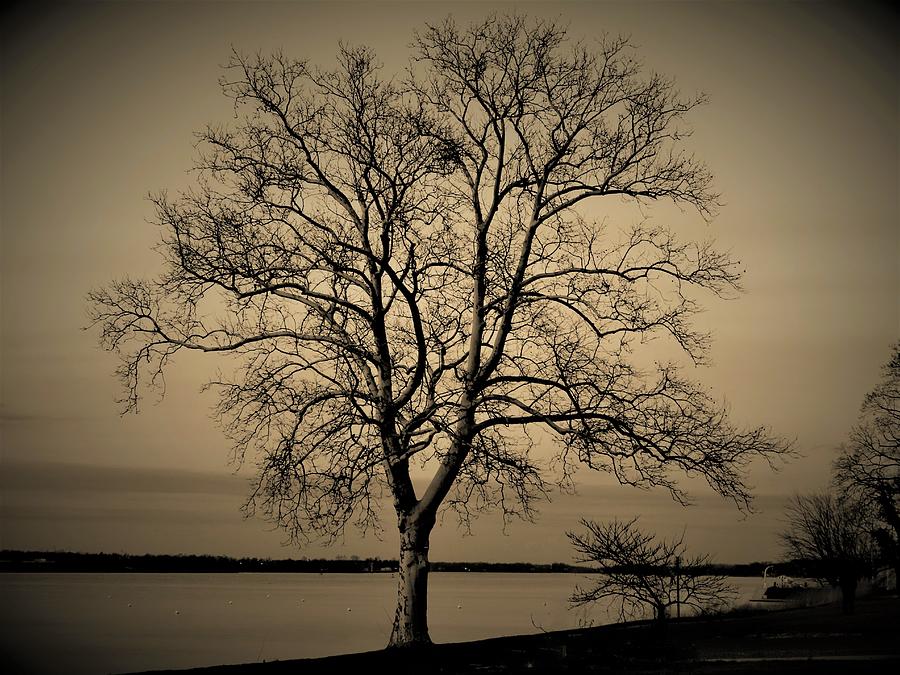 Vintage Vignette Version of Tree by the Delaware Photograph by Linda Stern