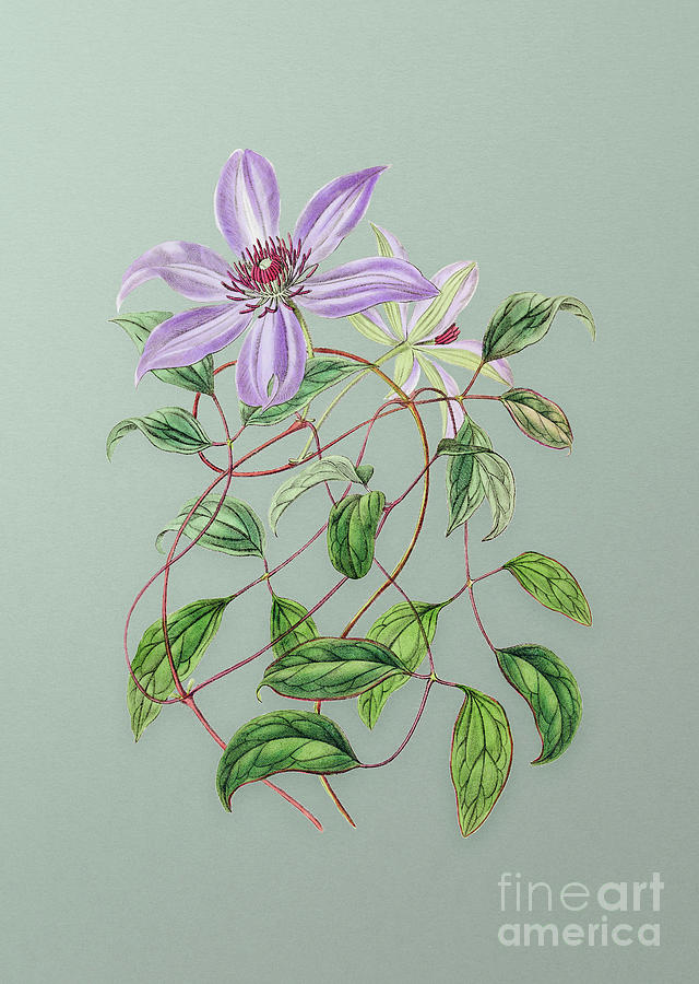 Vintage Violet Clematis Flower Botanical Art on Mint Green n.0120 Mixed Media by Holy Rock Design