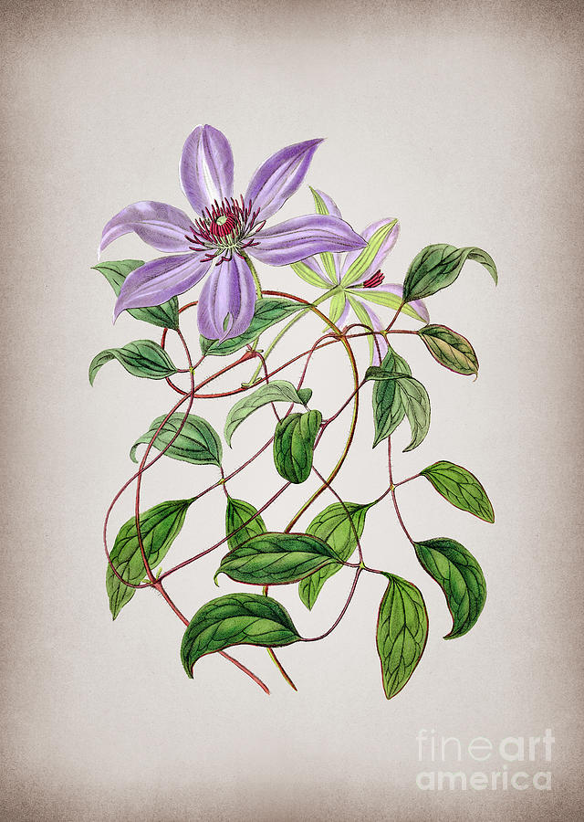 Vintage Violet Clematis Flower Botanical Illustration on Parchment Mixed Media by Holy Rock Design