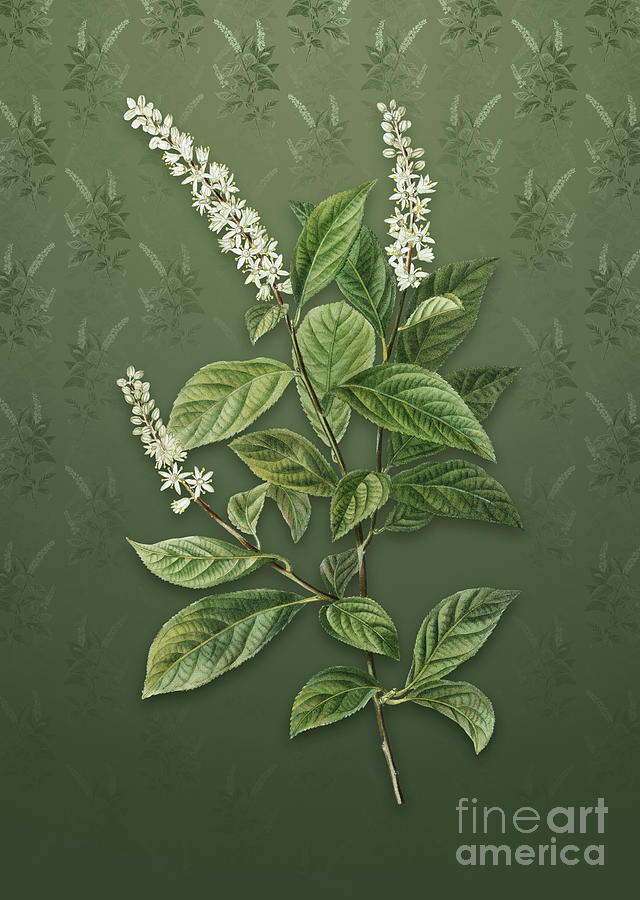 Vintage Virginia Sweetspire Botanical Art on Lunar Green Pattern n.0941 Mixed Media by Holy Rock Design