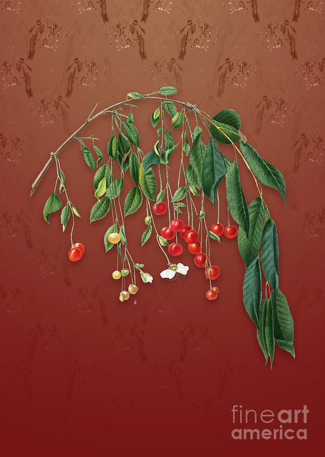 Vintage Visciola Cherries Botanical Art on Falu Red Pattern n.2124 Mixed Media by Holy Rock Design