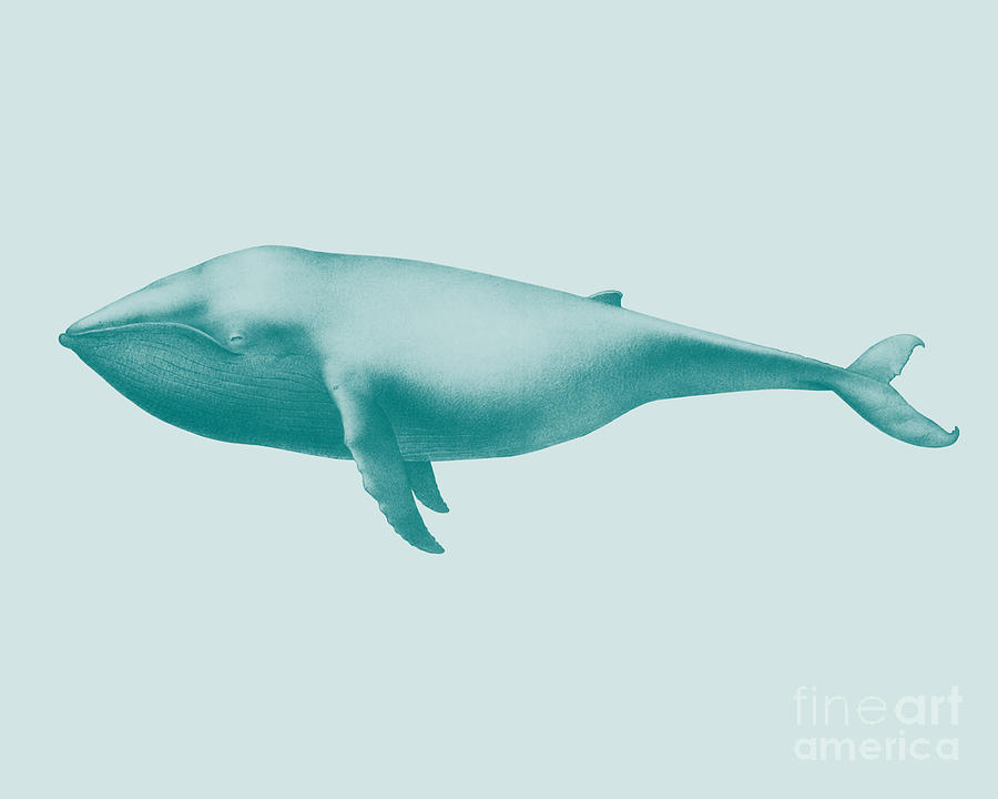 Whale Digital Art - Vintage Whale In Blue by Madame Memento