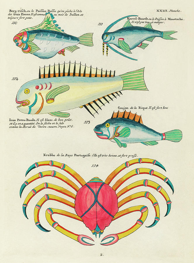 Vintage, Whimsical Fish and Marine Life Illustration by Louis Renard - Berg Visch, Potou Banda Digital Art by Louis Renard