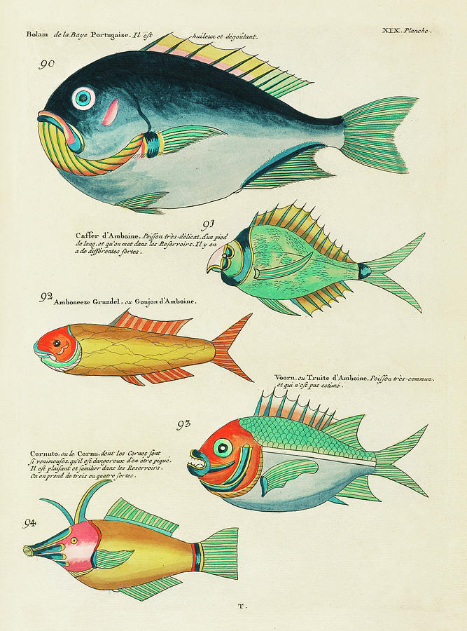 Vintage, Whimsical Fish and Marine Life Illustration by Louis Renard - Bolam, Caffer dAmboine Digital Art by Louis Renard