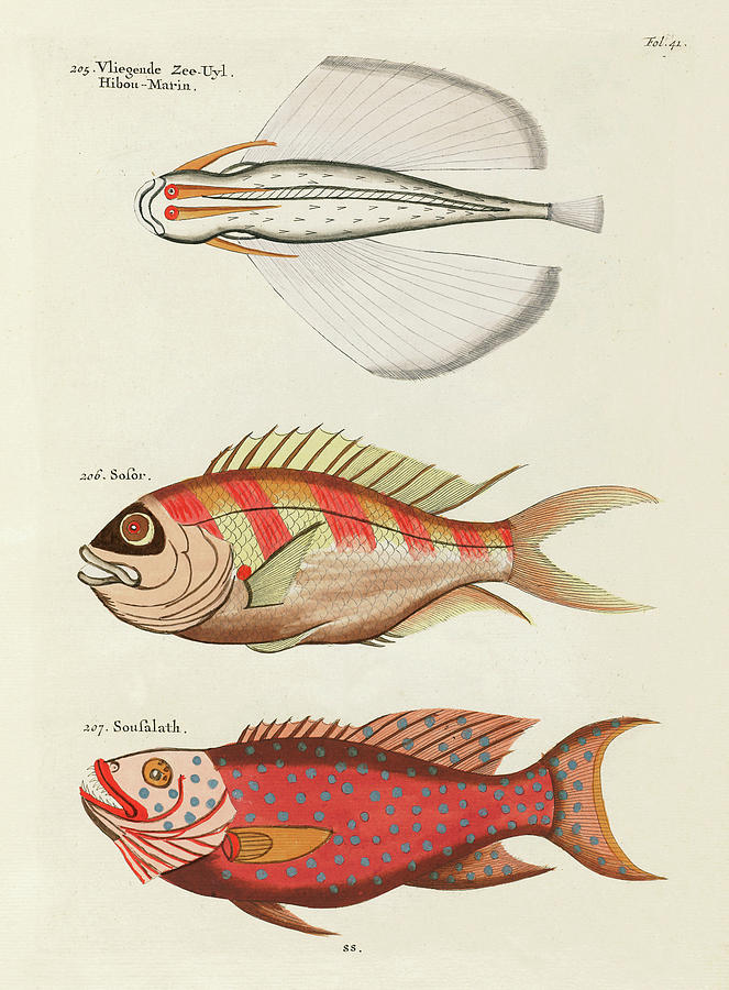Fish Digital Art - Vintage, Whimsical Fish and Marine Life Illustration by Louis Renard - Flying Sea Owl, Sousalath by Louis Renard
